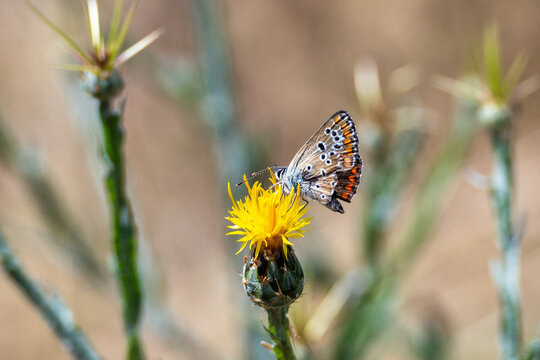a delicate small butterfly with spotted underwings feeds on a vibrant yellow star-thistle flower, standing out against a softly blurred, earthy background.