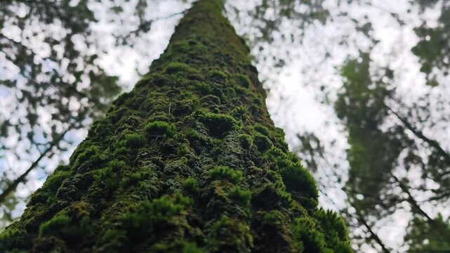 Looking Up at a Moss Covered Tree Trunk in a Lush Green Forest Environment