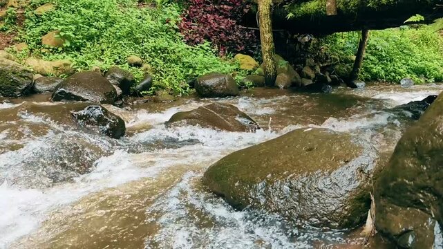 Fresh water flowing over mossy stones in a tranquil forest stream