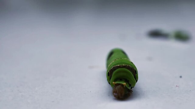 Macro shot of a green swallowtail caterpillar crawling on a white surface