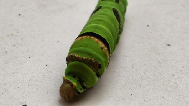 Detailed macro photography of a vibrant green caterpillar larva with dark spots on a white background