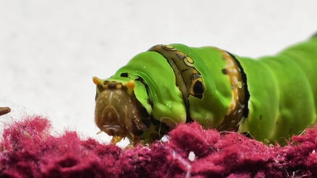 Vibrant green caterpillar with intricate markings resting on pink fabric surface, macro photography capturing larval textures and patterns