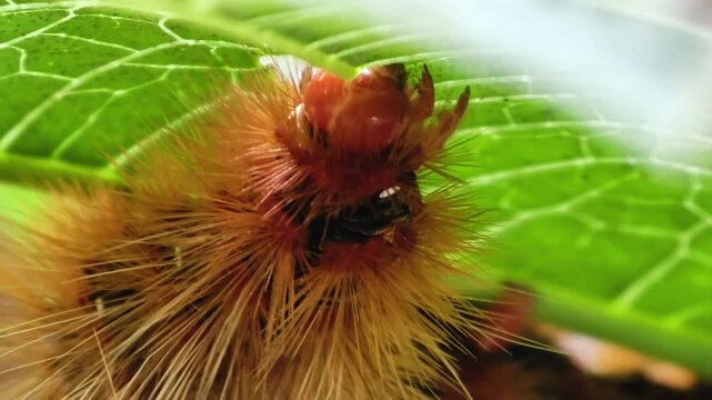 Macro close-up of a fuzzy orange caterpillar crawling under a green leaf