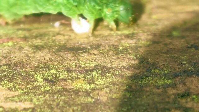 An extreme close-up view capturing a vibrant green caterpillar on a rugged, moss-covered ground, possibly engaged in feeding or secreting