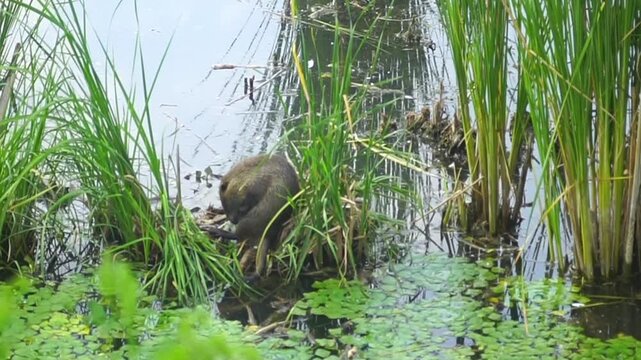 Wild coypu rotating body and scratching coat while surrounded by aquatic vegetation in natural environment. Highlights semi-aquatic mammal behavior, self-care activity, and wildlife documentation.