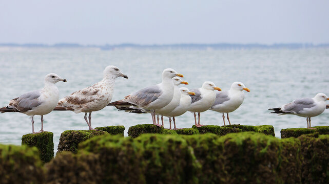 A row of seagulls stands on the breakwaters by the sea.