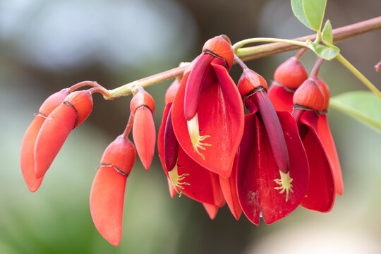 Close up of vibrant red Erythrina crista galli cockspur coral tree flowers blooming in summer daylight