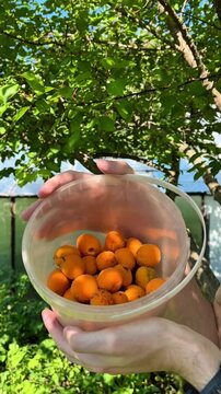 Hands holding a plastic bucket filled with freshly picked ripe apricots in a sunny orchard garden under tree branches. Seasonal harvest, organic farming, healthy fresh fruit and summer concept