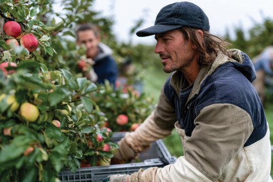 A worker carefully picks ripe red apples from a tree, embodying dedication and the essence of labor in the beautiful countryside during the apple harvest season.