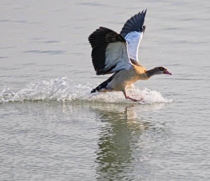 A goose landing on the water. this has created an aquaplane effect on the water spraying 