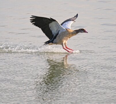 A goose landing on the water. this has created an aquaplane effect on the water spraying 