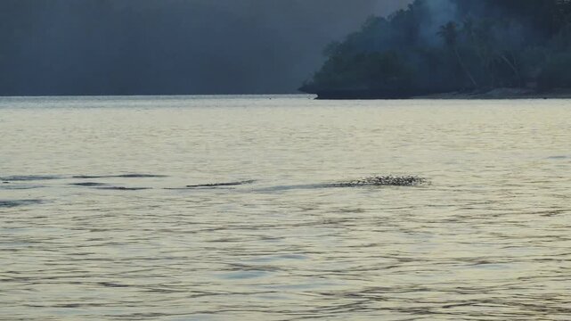 Small fishes jump from the water surface, chased by giant trevally fishes, shot in Raja Ampat, Indonesia, shot in the sunset