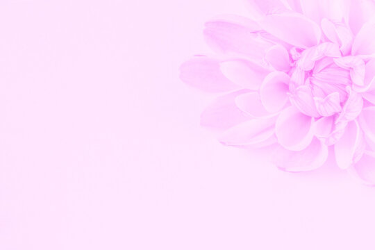 pink backdrop with blank space: close up of flower laying on paper at corner