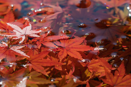 Close-up of bright red autumn maple leaves floating on clear water surface with sparkling light in Japan