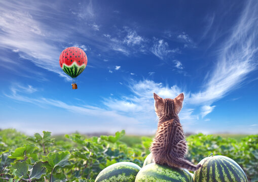 Under the blue sky, a kitten is sitting on a watermelon in a watermelon field, gazing up at a watermelon-patterned balloon.