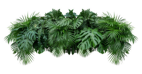 Obraz premium Plant leaves Green nature Tropical forest isolated on transparent background - png