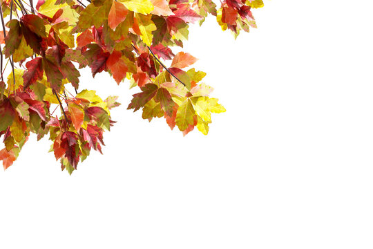 Autumn maple leaves border isolated on white background, corner frame