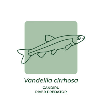 Candiru fish Vandellia cirrhosa infographic illustration.