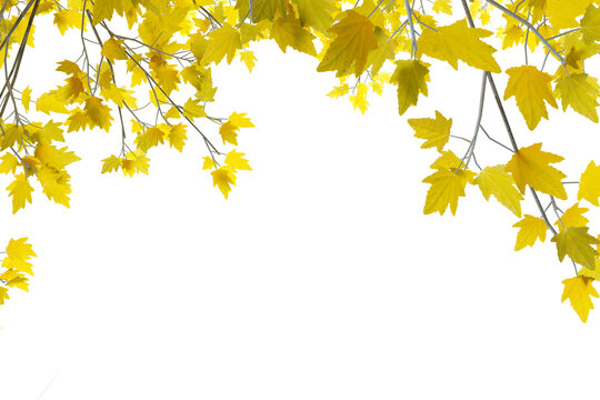 Yellow autumn leaves top border isolated on white background