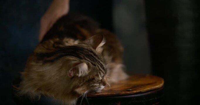 cinematic fluffy tabby cat resting beside a bright orange school microscope in a science classroom or educational laboratory. The detailed microscope represents biology, chemistry, microbiology
