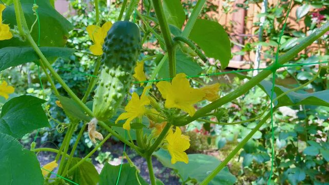 Young green cucumbers in the garden woth some yellow flowers close up