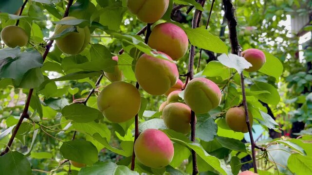 Ripe juicy apricots on the tree twig on sunny day in the garden close up