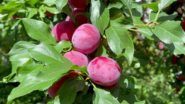 Ripe sweet pink cherry plums on the tree on sunny day