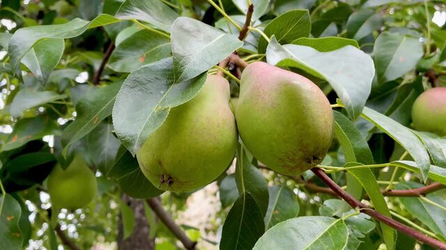Ripe juicy pears on the pear tree in the garden close up