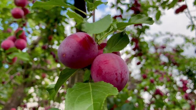 Ripe sweet pink cherry plums on the tree on sunny day