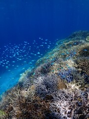 coral reef and diver © 真美子 上村