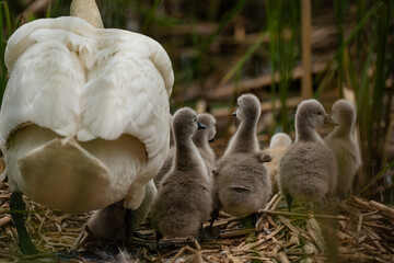 swans © dream Hunter 