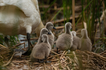 swans © dream Hunter 