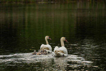swans © dream Hunter 