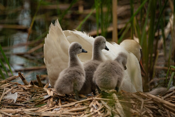swans © dream Hunter 