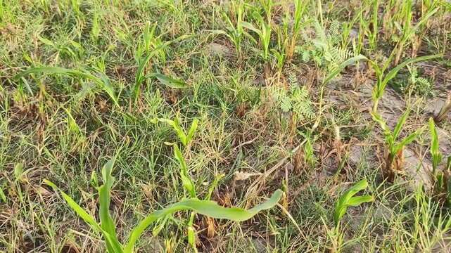green grass snake in the grass