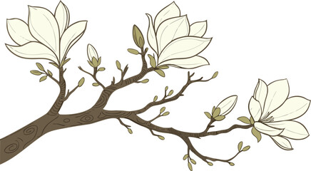 A magnolia tree branch with large white flowers and unopened buds, hand-drawn isolated on a white background © Johir