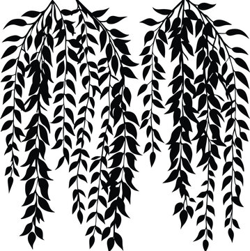Elegant Black Willow Branches Hanging Botanical Vector