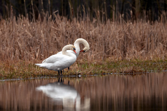 swans