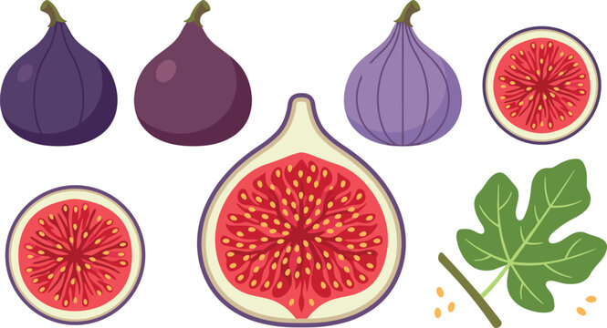 Fresh common fig fruit collection featuring whole purple figs half cross sections showing red pulp seeds and green leaf branch isolated vector illustration set.