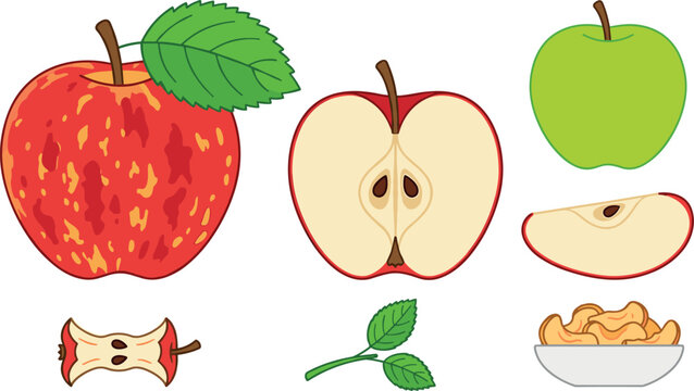 Fresh apple fruit collection featuring whole red gala apple whole green granny smith half cross section slice core leaves and dried chips isolated vector illustration.