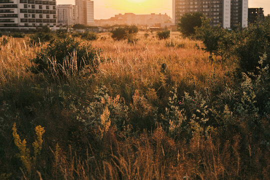 Golden hour light bathes a wild meadow with dry grasses and wildflowers, creating a serene, warm atmosphere. Modern city buildings are silhouetted in the background, blending nature with urban sprawl.