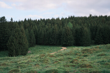 Explore the calm beauty of nature with a dense coniferous forest towering over a vibrant green meadow featuring a subtle dirt path. A peaceful landscape under a soft, cloudy sky. © KatyaPulka