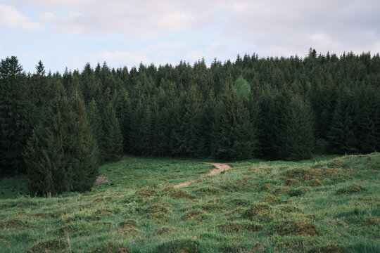 Explore the calm beauty of nature with a dense coniferous forest towering over a vibrant green meadow featuring a subtle dirt path. A peaceful landscape under a soft, cloudy sky.
