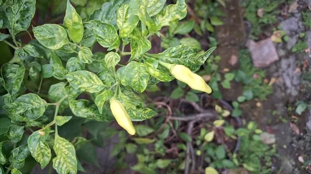 ​A close-up shot of a chili pepper plant with light yellow chili peppers hanging from its stems. The leaves exhibit a mottled yellow and green pattern, characteristic of leaf variegation or a nutrient