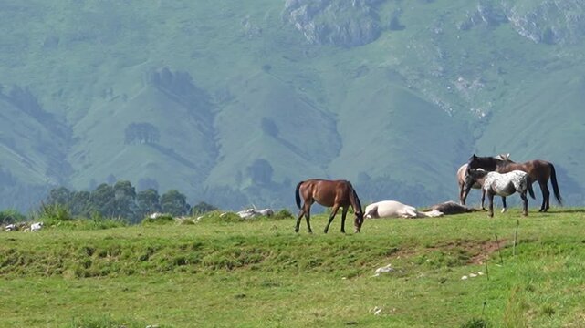 Herd of horses grazing on a green mountain pasture