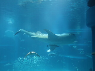 Naklejka premium Whale Shark Swimming in Large Aquarium – Majestic Marine Giant with Fish and Ray in Blue Water