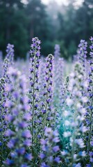 Obraz premium Vibrant purple Viper's Bugloss wildflowers blooming on tall green spikes in a sunlit natural meadow field.