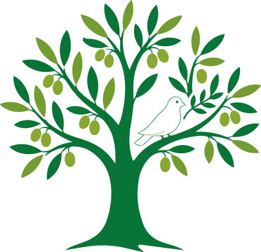 Green olive tree with ripening fruit and small white bird on a branch