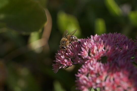 Honey bee collecting pollen on a pink stonecrop flower in a sunny garden. Close-up of hardworking bee gathering nectar.