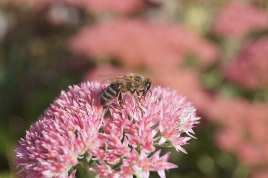 Honey bee collecting pollen on a pink stonecrop flower in a sunny garden. Close-up of hardworking bee gathering nectar.
